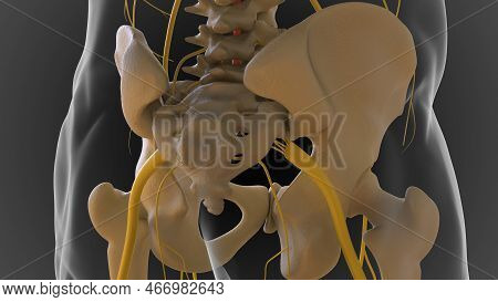 The Bony Skeleton Is Divided Into 2 Parts Axial Skeleton And Appendicular Skeleton 3D