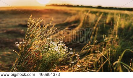 Blooming Wild Flower Matricaria Chamomilla, Matricaria Recutita, Chamomile. Commonly Known As Italia