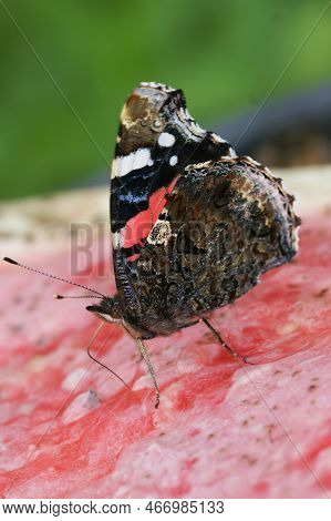 Colorful Vertical Closeup On A Red Admiral Butterfly,vanessa Atalanta, Feeding On A Piece Of Waterme