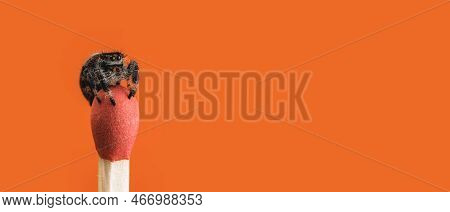 Jumping Spider On Top Of A Match, One Color Orange Background, High Detail Macro Photography, Isolat