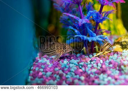 Corydoras Trilineatus Julii Fish In A Home Aquarium