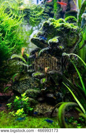 Algae In A Freshwater Aquascape, A Home Dirty Aquarium With Fish, Shrimp And Plants Overgrown With D