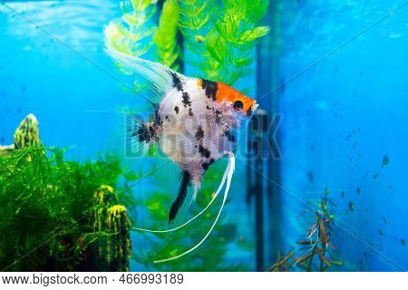 Angelfish, Scalar Fish In A Home Aquarium
