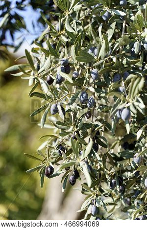 Olive Garden Background. Branches Of Olive Trees Under The Sun On A Farm In Italy Or Greece For The 