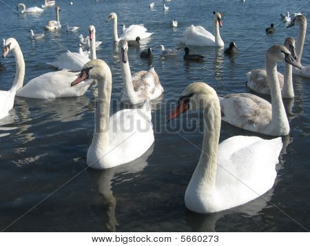svaner familie