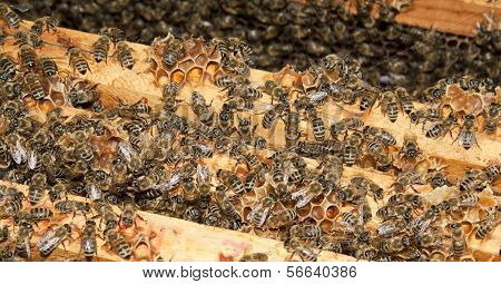 Working Bees