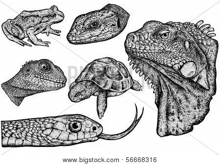 Reptiles_set
