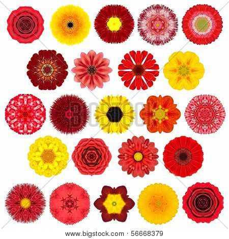 Huge Selection Of Various Concentric Mandala Flowers Isolated On White