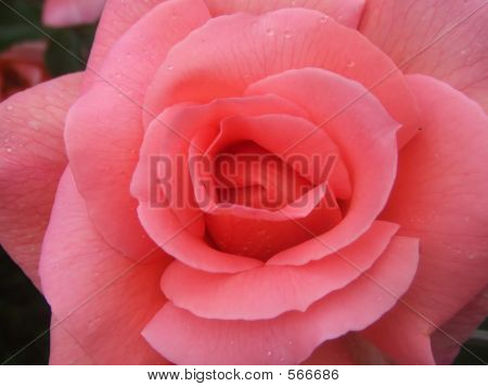 Pink Rose