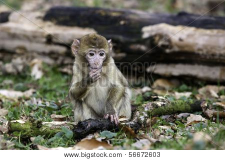 Young Barbary Monkey Eating