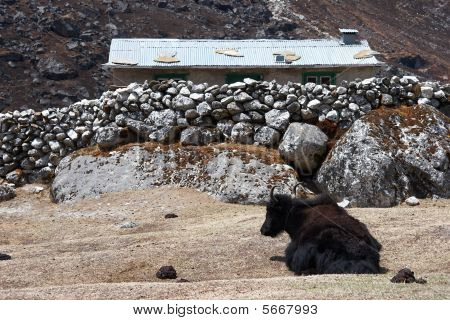 Yak Farm, regione dell'Everest, Himalaya, Nepal