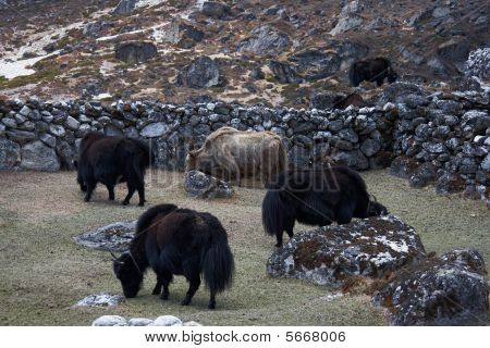 Al pascolo gli yak, regione dell'Everest, Himalaya, Nepal