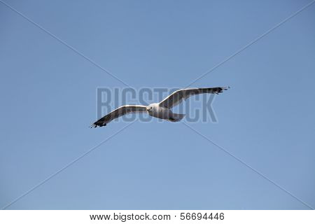 ภาพนกนางนวล fliing