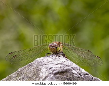 Dragonfly Sympetrum Striolatum 4