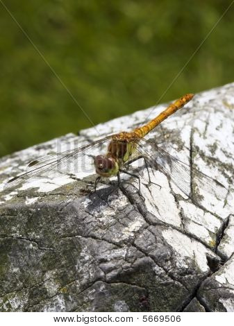 Dragonfly Sympetrum Striolatum
