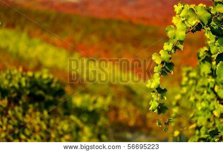 Italy Vineyard