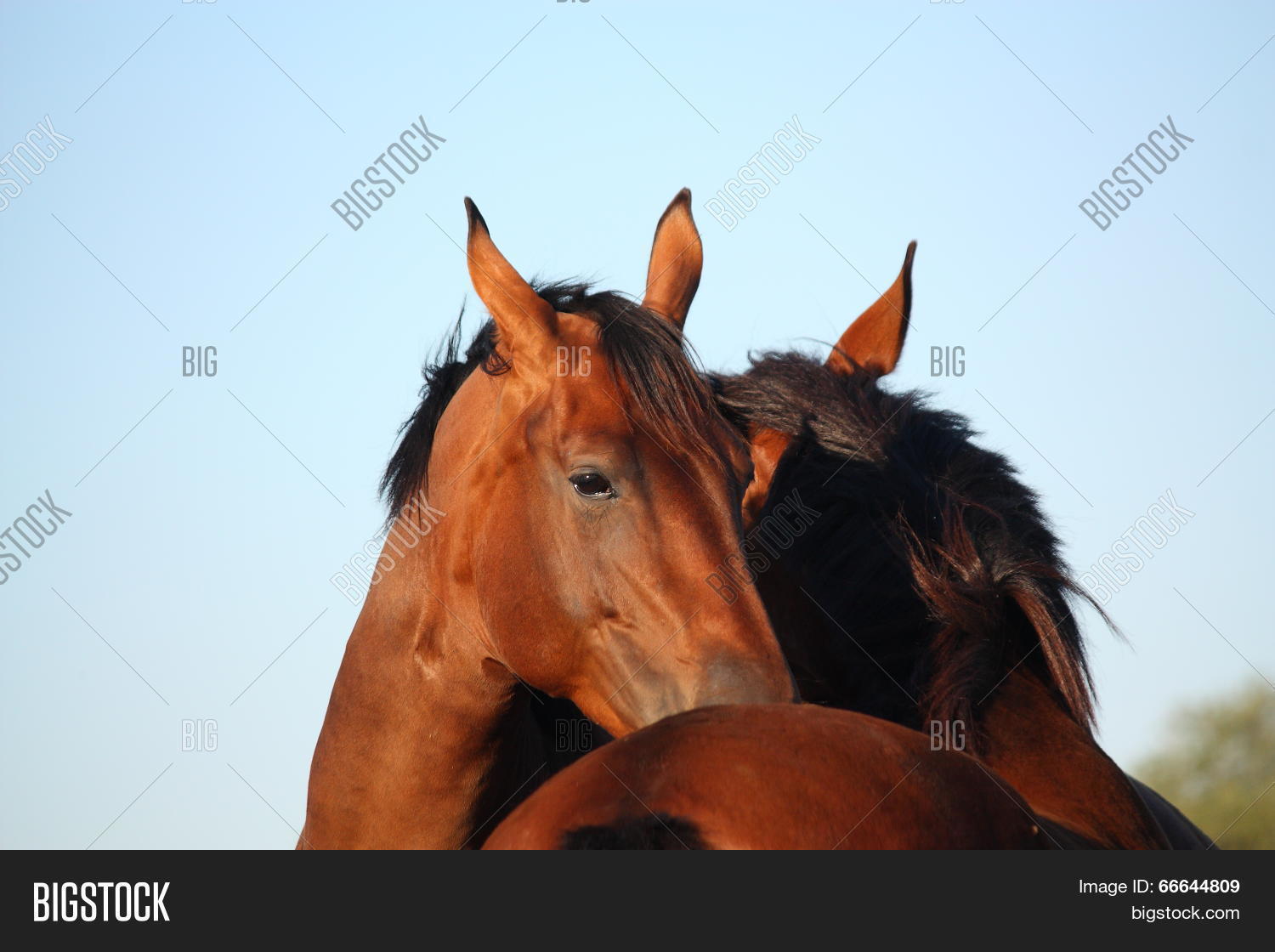 Зачем лошади грызут доски