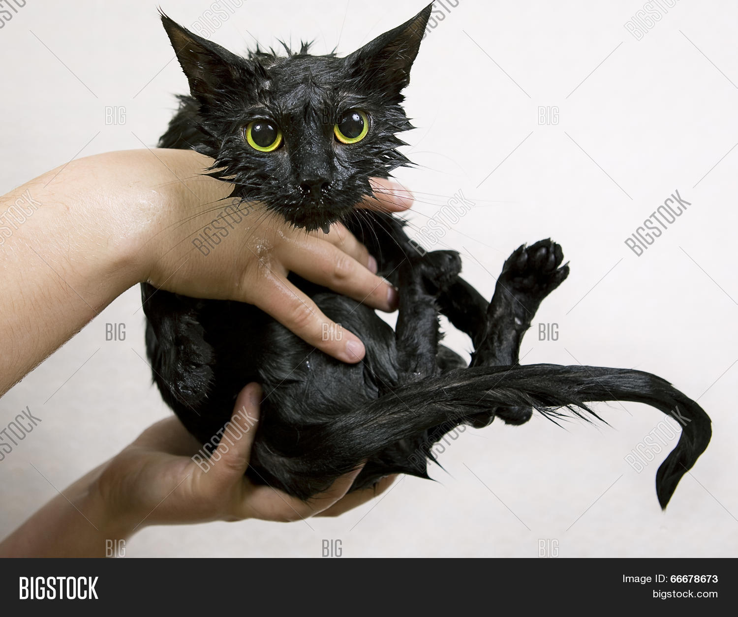 Cute Black Soggy Cat Image & Photo (Free Trial) | Bigstock