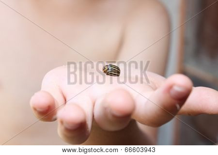 At The Hands Of Beetle
