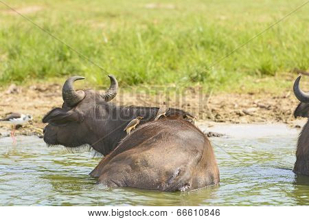 Yellow-billed Oxpecker On A Cape Buffalo