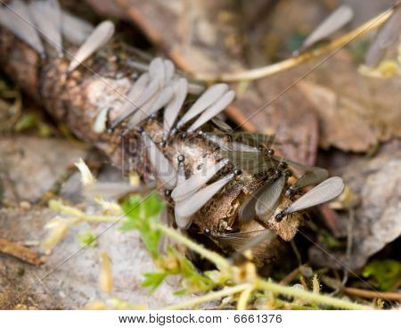 Rojení podzemní termiti