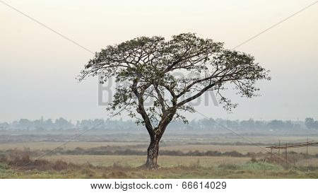 Acacia Catechu
