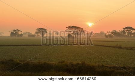 Sunrise Over The Rice Field