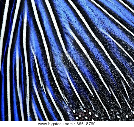 Blue And Black Bird Feathers Close Up Details For Texture Background