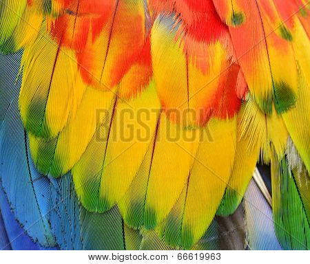 Close Up Of Beautiful Of Scarlet Macaw Bird Feathers In Details