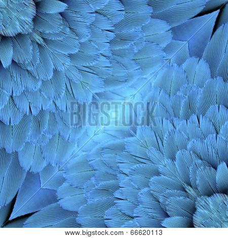 Close Up Of Blue And Gold Macaw Bird Feathers In Nice Background Patterns
