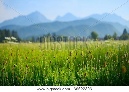 Green grass on the meadow and Alps on the blurred background