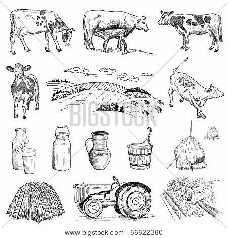 cow and milk