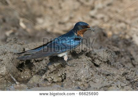 Red-chested Swallow (hirundo Lucida) Gathering Mud For A Nest