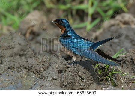 Red-chested Swallow (hirundo Lucida) Ready To Gather Mud