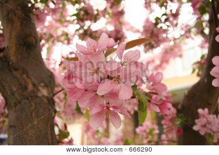 crabapple