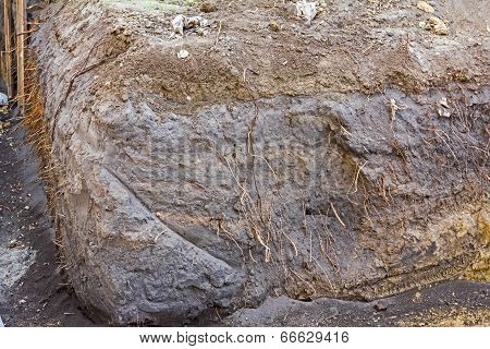 Tree Roots
