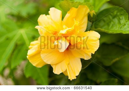 Yellow Hibiscus Flower In The Garden