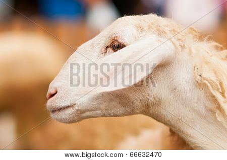 Cute White Sheep Live In The Fence