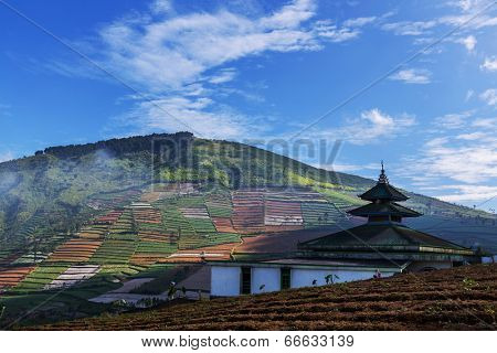 Fields in Dieng Plateo,Indonesia,Java