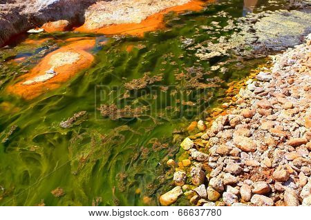 Green Alga In Acidic River