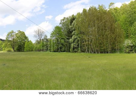 Trees In Landscape
