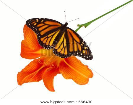 Papillon monarque