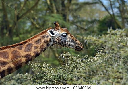 Giraffe