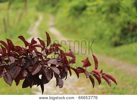 Plum Branch