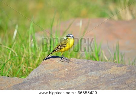 Western yellow wagtail (Motacilla flava)