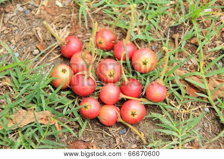 muntingia calabura fruit