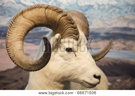 Big Horn Sheep Close