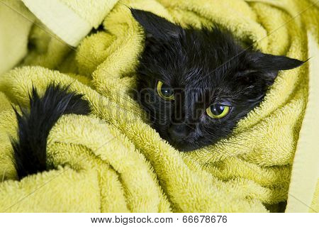 Cute Black Soggy Cat After A Bath