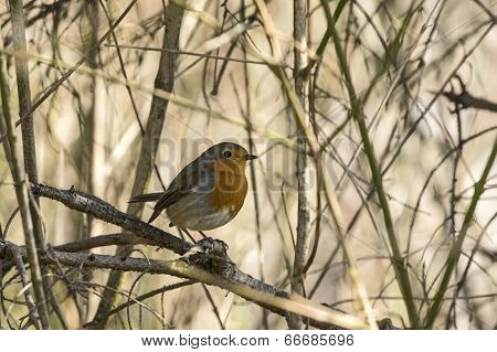 Robin in spring