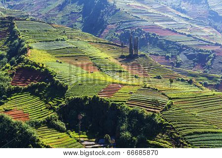 Fields in Dieng Plateo,Indonesia,Java
